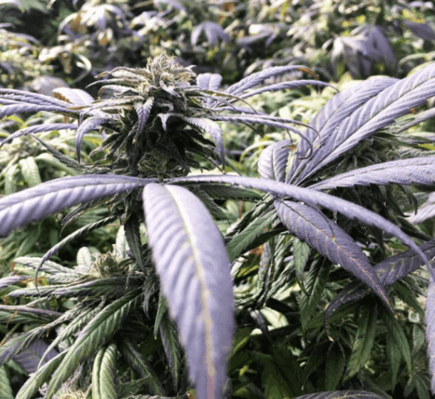 Photo d'une fleur de cannabis violette