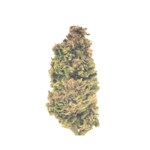 limoncello greenhouse 2025 de notre ferme CBD suisse