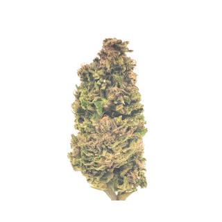 limoncello greenhouse 2025 de notre ferme CBD suisse