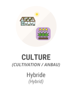 Culture hybride
