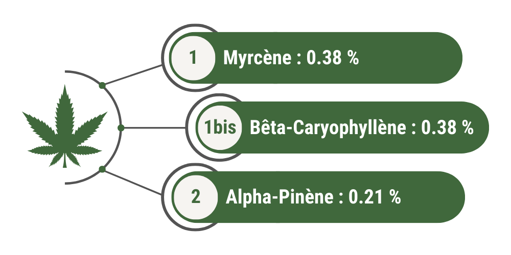 Terpènes dominants Cheetas Greenhouse Hybride : 1) myrcène = 0.38 % 1bis) bêta-caryophyllène = 0.38 % 3) alpha-pinène = 0.21 %