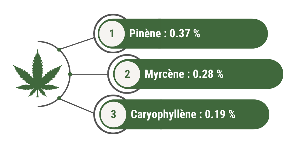 Terpènes dominants Harlequin Greenhouse : 1) pinène = 0.37 % 2) myrcène = 0.28 % 3) caryophyllène = 0.19 %