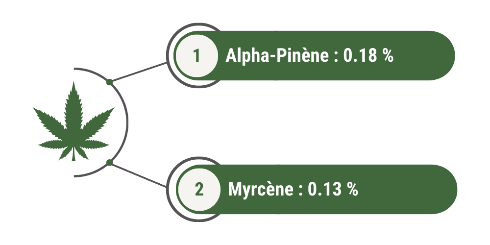 Terpènes dominants Shiva Greenhouse Hybride : 
1) alpha-pinène = 0.18 %
2) myrcène = 0.13 %