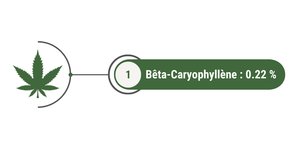 Terpènes dominants Shiva Greenhouse : bêta-caryophyllène = 0.22 %