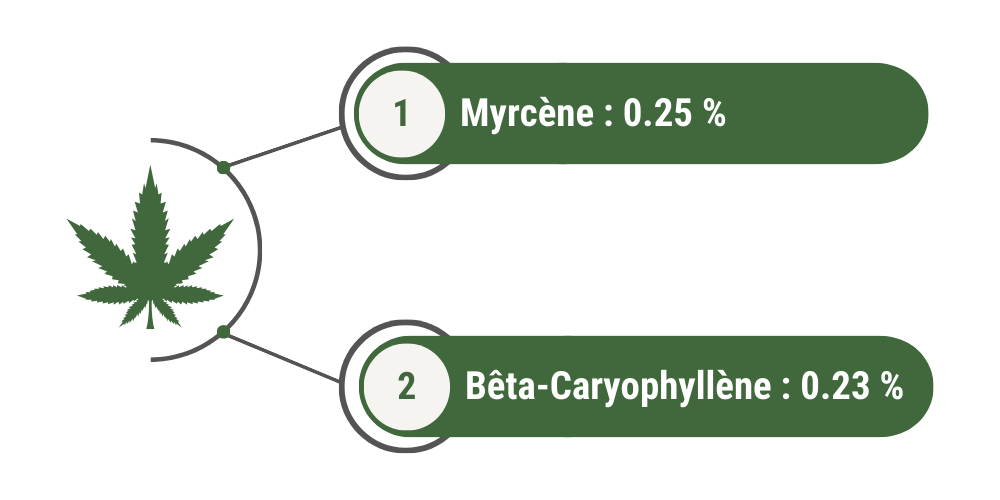 Terpènes dominants Strawberry Outdoor : 
1) myrcène = 0.25 %
2) Bêta-caryophyllène = 0.23 %