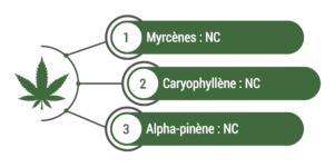 Terpènes principaux : Myrcènes, Caryophyllène et Alpha-pinène Taux non mesurés
