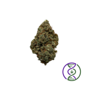 IWAZARU OUTDOOR 2025 ferme CBD suisse