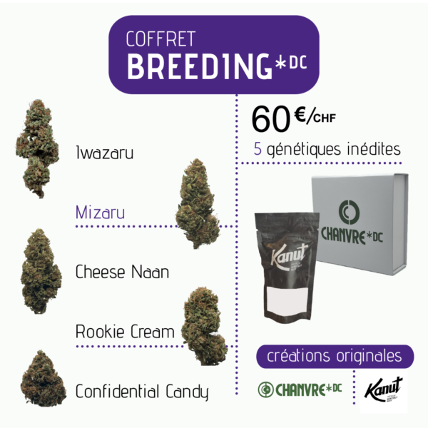 5 génétiques inédites créées par Kanut et cultivées par Chanvre DC