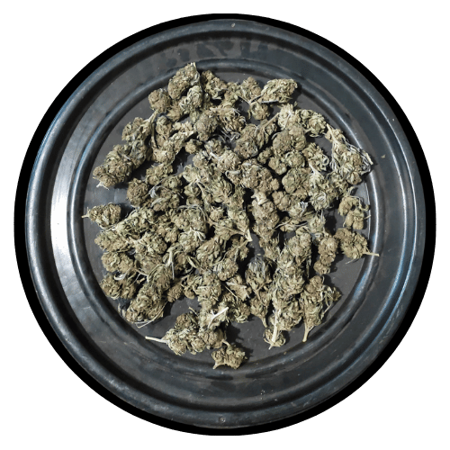 Blueberry Muffin 2024 outdoor