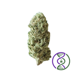 Tropical Bliss #24 indoor 2026