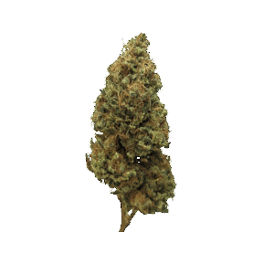 Fleur CBD indoor Lementos