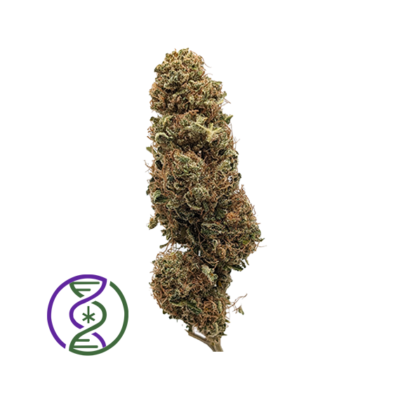 photo conf candy hybrid 2025