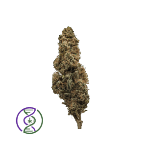mizaru hybrid création génétique Chanvre DC breeder