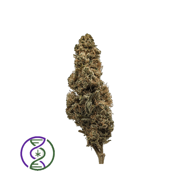 mizaru hybrid création génétique Chanvre DC breeder