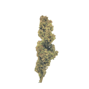 fleur lementos greenhouse