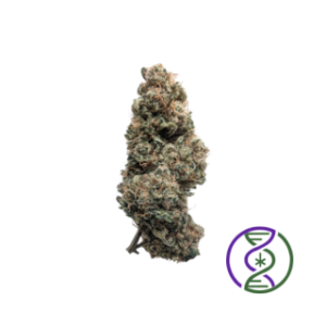 photo mizaru outdoor 2025 Chanvre DC ferme cbd suisse