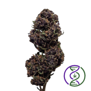 Tangie Juice outdoor 2025