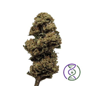 tropical bliss 24 greenhouse fleur suisse création génétique