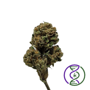 tropical bliss 24 outdoor creation genetique