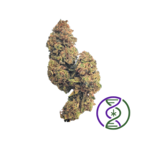 Guava indoor