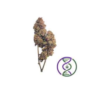 Guava indoor creation genetique Chanvre DC