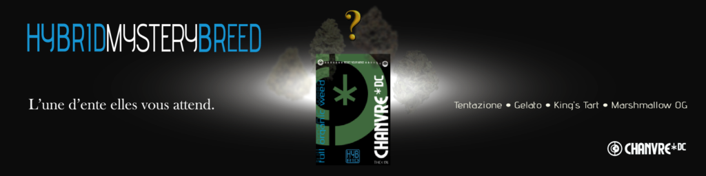 MYSTERY WEED