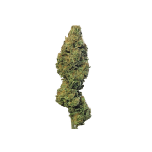 DPD8 indoor