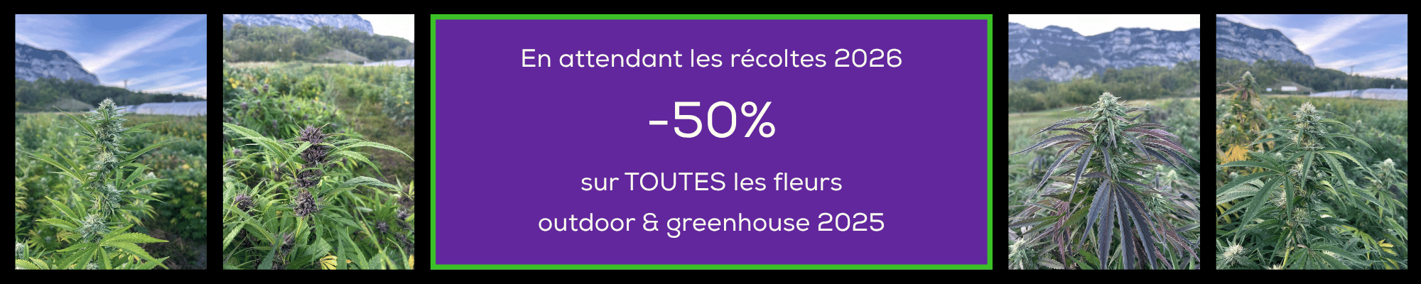 promo fleurs outdoor greenhouse organique Chanvre DC Suisse