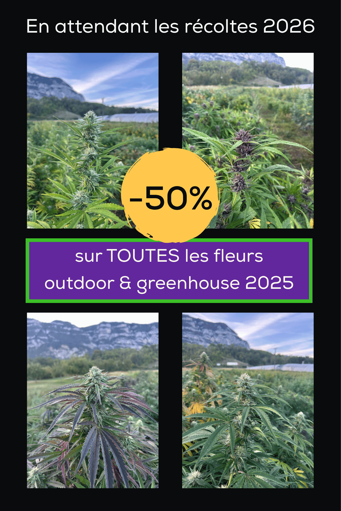 promo fleurs greenhouse outdoor organique Chanvre DC Suisse